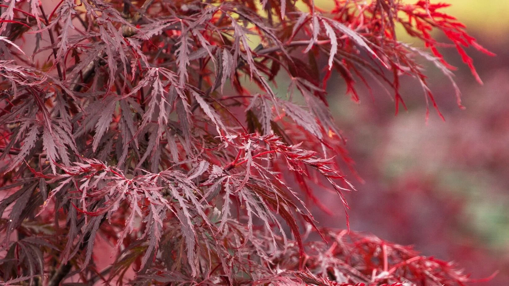 Ornamental Trees Bring on the Bling — Seiler's Landscaping